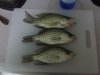 Crappie 8-9.jpg