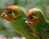 parrot-and-fish.jpg