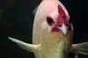 Chicken-Fish.jpg