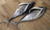 fishflops.jpg