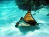 butterfly-ray.jpg