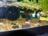 135 gallon tank 008.JPG