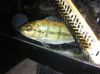 IMG_0003_u.GIF