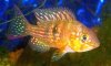 1299629755_122047294_1-Ciclideos-Gymnogeophagus-meridionalis-Almada.jpg