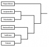 Phylogeny of the Actinopterygii.png