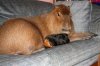 petcapybara2.jpg