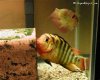 thumbnailCANDY49F.jpg