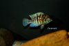 IMG_8412cichlid.JPG IMG_8412cichlid.JPG