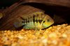IMG_7858cichlid.JPG IMG_7858cichlid.JPG