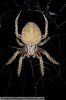 orb-weaver-spider-Neoscona-crucifera-AWIN083008-39.jpg