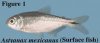 yysurfacefish.jpg