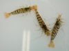 Zebra Shrimp.JPG