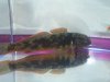 Hypseleotris compressocephalus.JPG