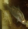 barramundi.jpg