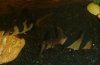 loaches.jpg