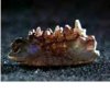 opal jaw.jpg