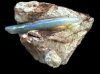 opal belemnite.jpg