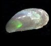 opal mussel.jpg