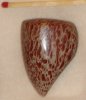 orange tooth bone.jpg