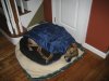 dukes and pups 014.jpg