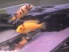 Texas cichlids 013.JPG