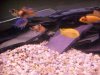 Texas cichlids 017.JPG
