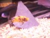 Texas cichlids 068.JPG