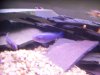 Texas cichlids 032.JPG