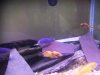 Texas cichlids 021.JPG