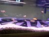 Texas cichlids 087.JPG