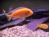 Texas cichlids 018.JPG