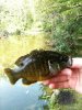 Odd Short Green Sunfish Hybrid.JPG