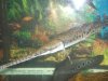 Longnose Gar 061 thumb.JPG