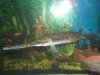 Longnose Gar 060 thumb.JPG