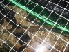 Longnose Gar 199 thumb.JPG