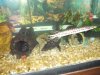 tropical fish 068.jpg