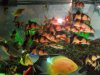 loach school 2.JPG