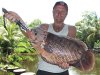 giant_gourami.jpg giant_gourami.jpg