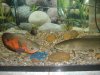 fish 009.jpg