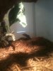 water monitor 004.JPG