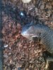 water monitor 007.JPG