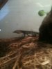 water monitor 006.JPG