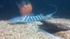 1025831217_photobucket_66659_.jpg 1025831217_photobucket_66659_.jpg