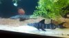 1025831217_photobucket_66663_.jpg