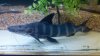 1025831217_photobucket_66664_.jpg 1025831217_photobucket_66664_.jpg