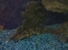 Endlicheri Bichir.jpg Endlicheri Bichir.jpg