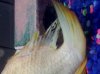 IMG-20110904-00718.jpg