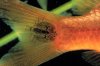 argulus-fish-lice.jpg
