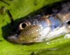 ag fish_louse.jpg