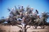 Goats1_182904.jpg Goats1_182904.jpg